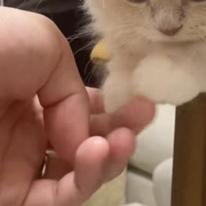 テーブルの上でくつろいでいた子猫→揃えられた『前足』を触ってみると…可愛すぎる光景が48万再生「食べちゃいたい」「すごい脱力してる」