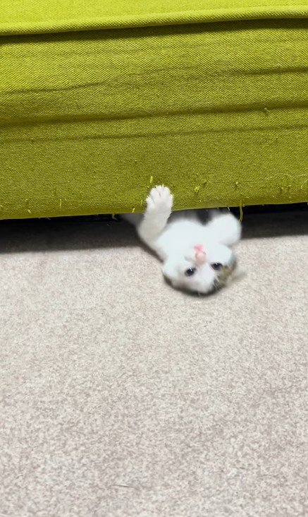 ソファの下で遊ぶ子猫