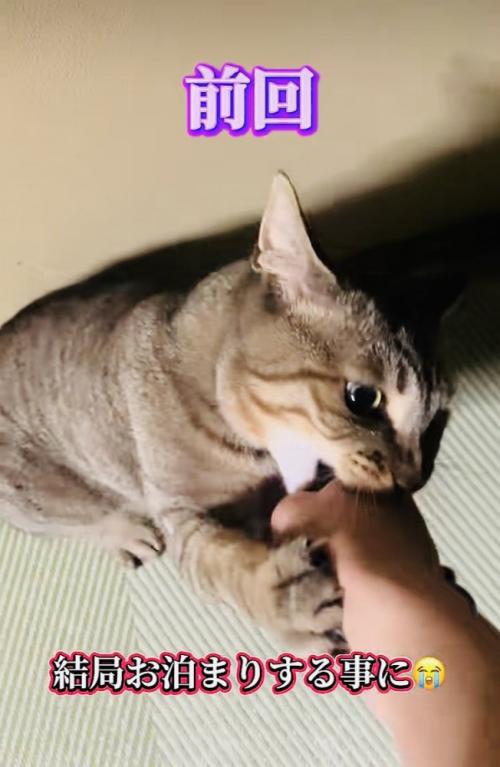 パパさんに噛み付くキジトラ猫