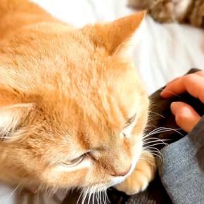 朝、赤ちゃんのお世話をするママ→猫が久しぶりに膝の上へ乗ってきて…『愛情いっぱいの光景』に反響「めっちゃ甘えん坊」「大好きなんだね」