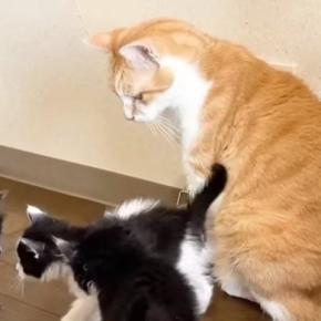 ３匹の保護子猫→ケージから出て『先住猫』と対面した結果…微笑ましい光景に癒される人が続出「スーパー保育士」「包容力がすごい」