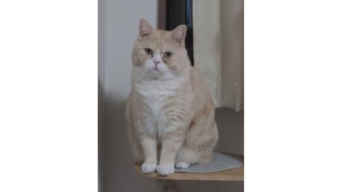 室内にいる猫