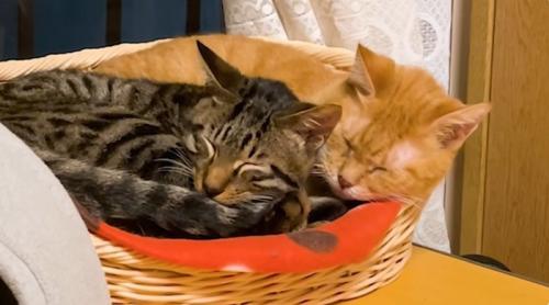 寄り添っている二匹の猫
