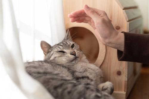触られたくない猫