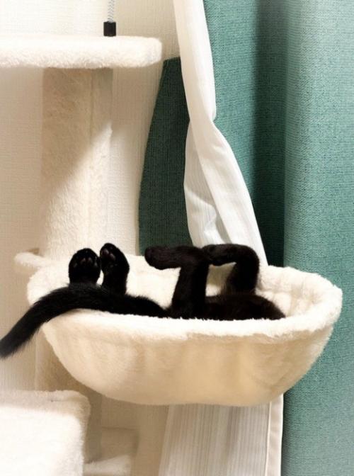 ハンモックの中で足を上げてくつろぐ猫