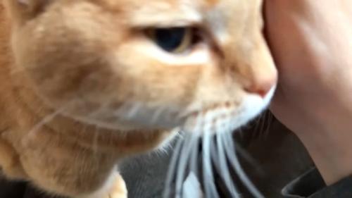 ドアップ
