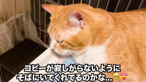 ケージの中にいる猫