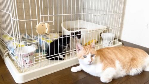 子猫のケージ前で伏せている茶トラ白猫