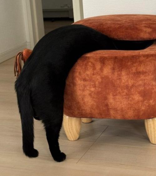 スツールの中に吸い込まれているような体勢の猫