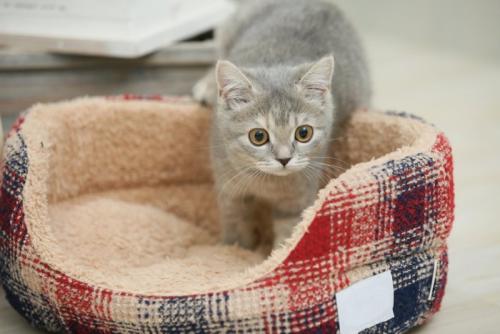 ベッドに入る子猫