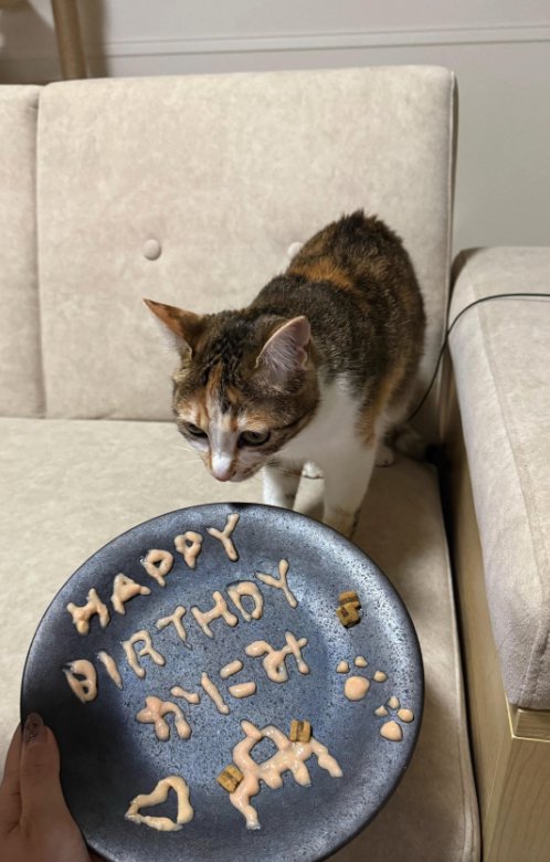 ソファの上から文字が書かれたお皿を見つめる猫