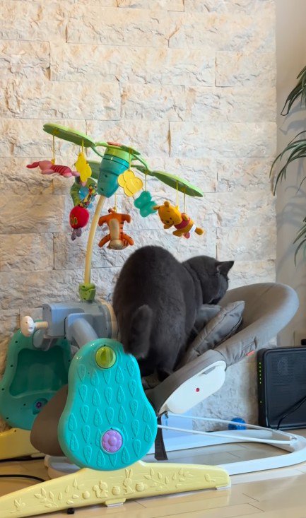 バウンサーに乗る猫