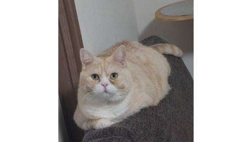 室内にいる猫