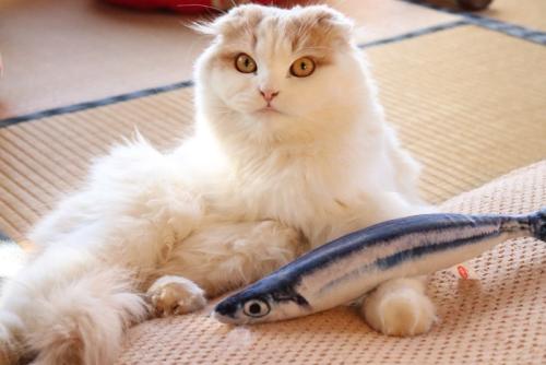 畳で遊ぶ猫
