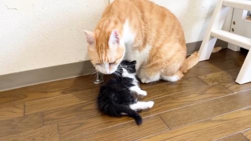 茶トラ白猫の近くで横になる子猫