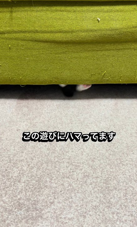 ソファの下で遊ぶ子猫