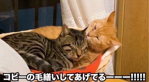 寄り添って毛づくろいをする二匹の猫