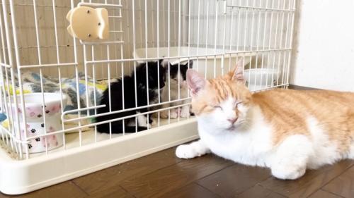 目を閉じた茶トラ白猫と子猫たち