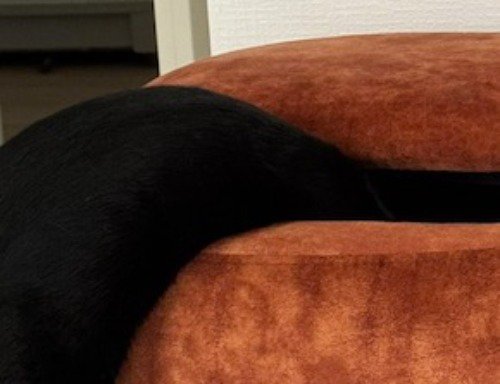 スツールの中に頭を入れた猫