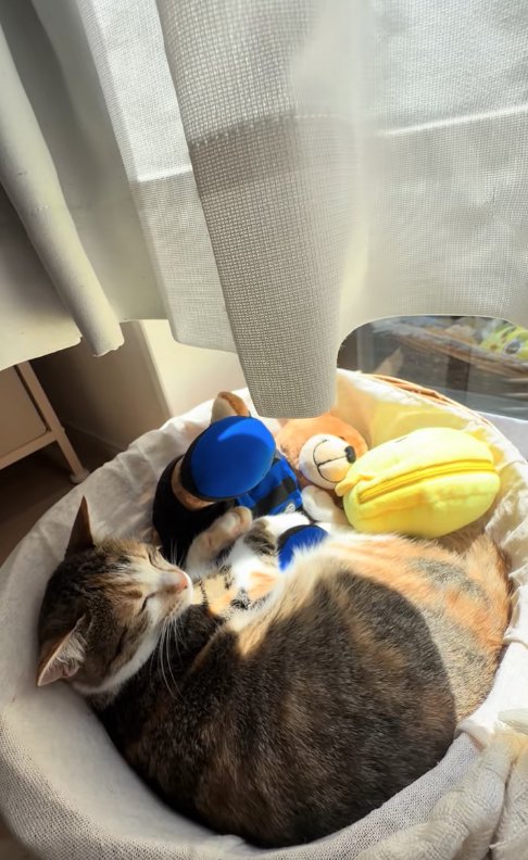 カゴの中でぬいぐるみと一緒に寝ている猫