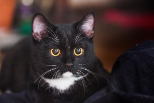 眉上毛がピーンと立つ猫