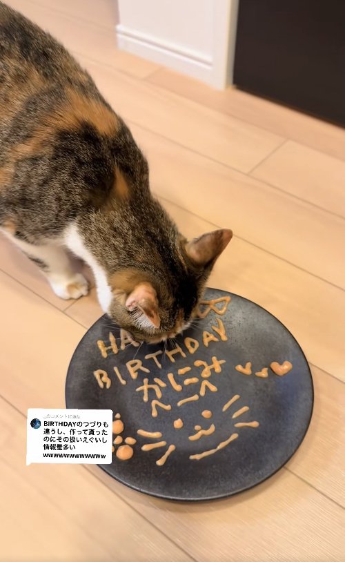 床に置いたお皿についたちゅーるを食べている猫