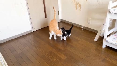 子猫に顔を近づける茶トラ白猫