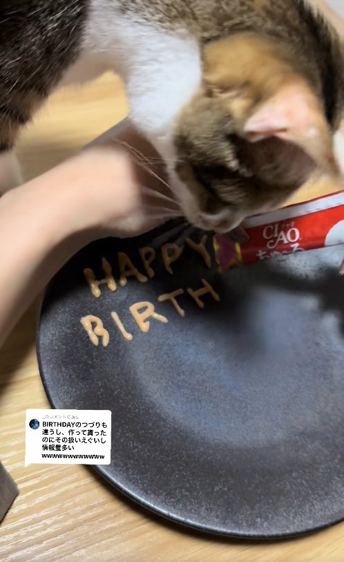ちゅーるで文字を書いている様子を見つめる猫