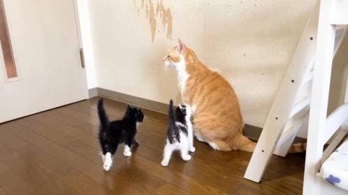 茶トラ白猫に顔を近づける子猫