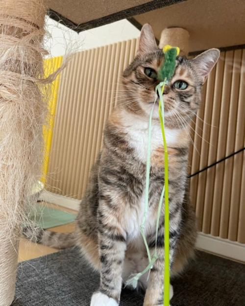 猫じゃらしを顔面に受け止める猫