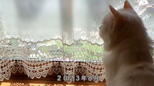 毛が短い白猫の後ろ姿