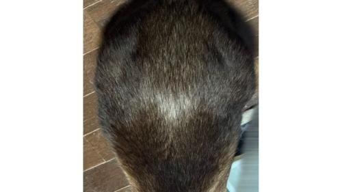 猫の背中