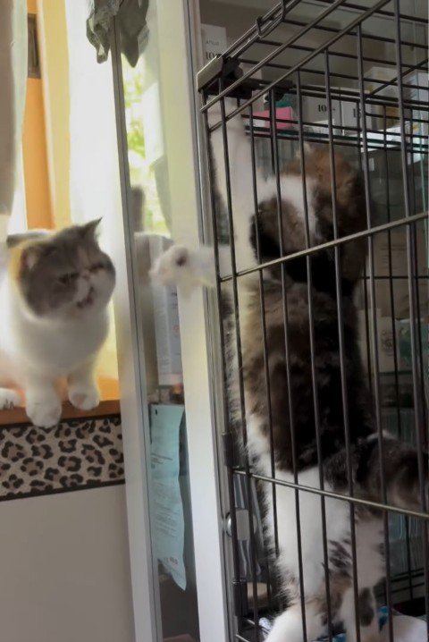 ケージの子猫に威嚇する成猫