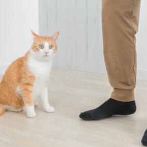 猫に『来客の訪問』に慣れてもらうための方法5つ　どこかへ隠れてしまう理由や安心させるコツも