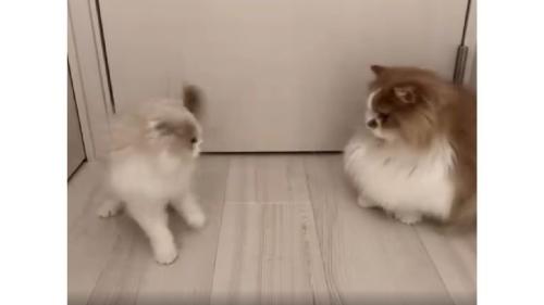 ドアの前の猫たち