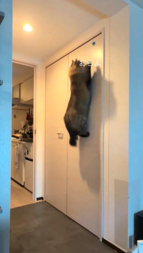 ジャンプする猫