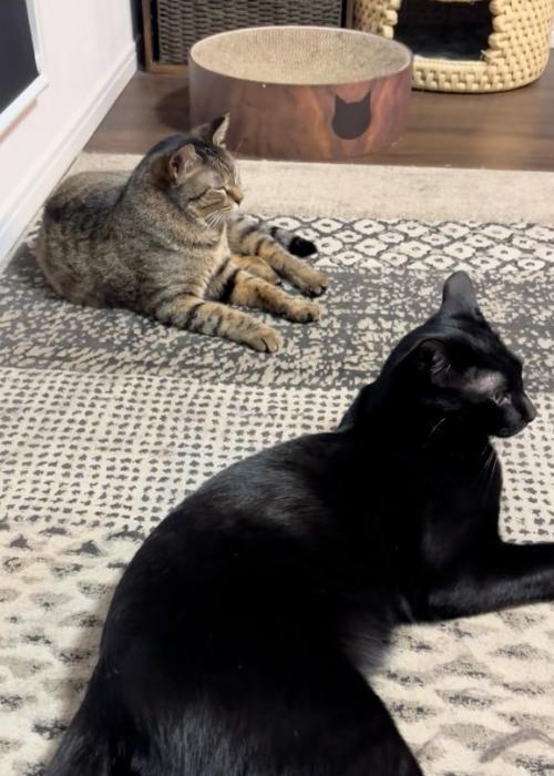 うとうとする猫