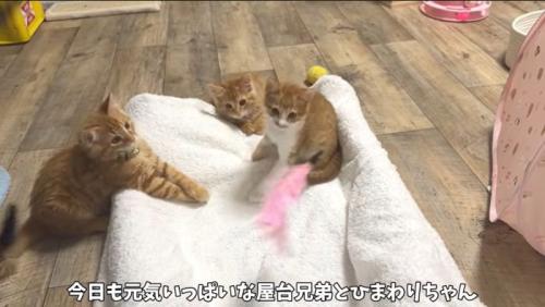 元気いっぱい子猫たち
