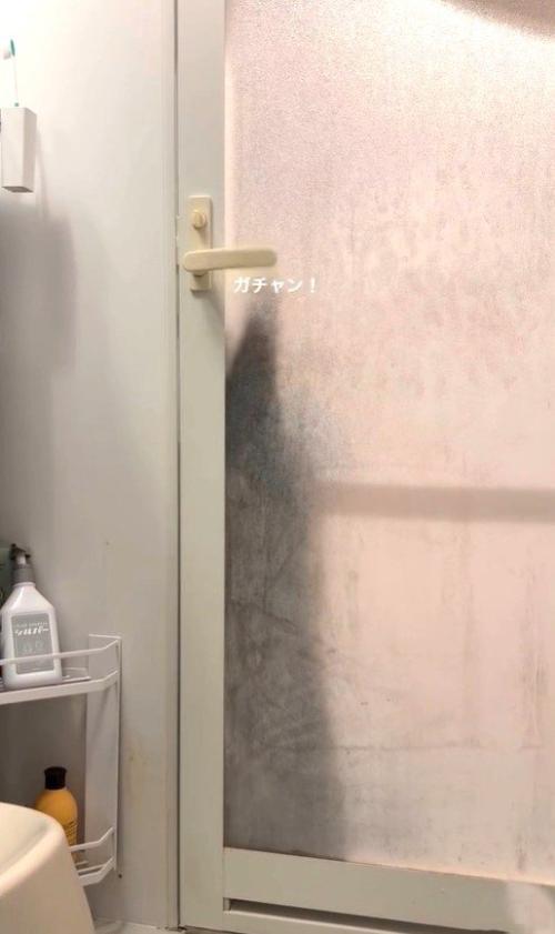 ドアを開ける猫