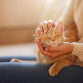 愛猫に『感謝のキモチ』を伝える方法5つ　理解してもらうコツや飼い主が心がけたいこと