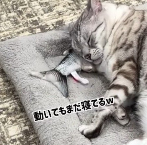 床を叩きつける魚のおもちゃ