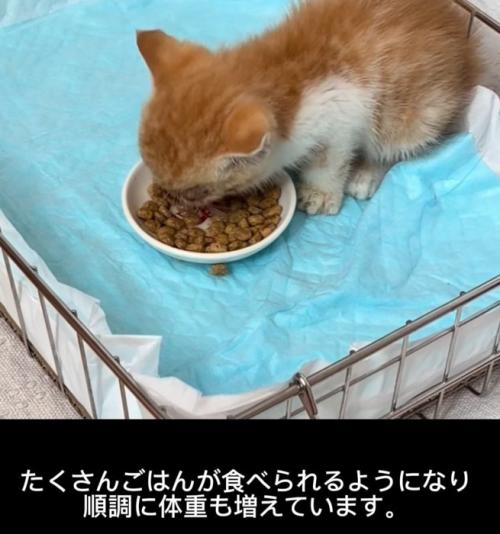ごはんを食べる子猫