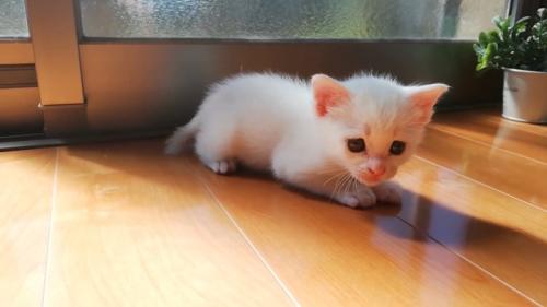 窓の近くにいる子猫