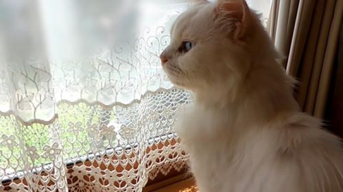 横から見た猫