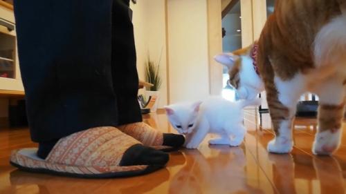 赤ちゃん猫の後ろにいる子猫
