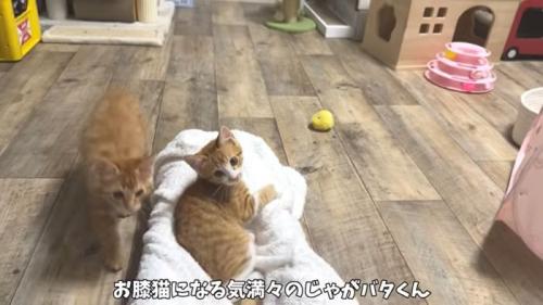 お膝猫じゃがバタくん