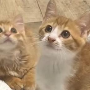 ひざ掛けで人間の足を隠してみると、保護子猫たちが……『可愛すぎる様子』に「とても楽しそうｗ」「ずっと見ていられる」と笑顔になる人が続出