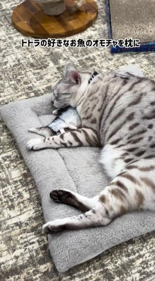 クッションの上で眠る猫