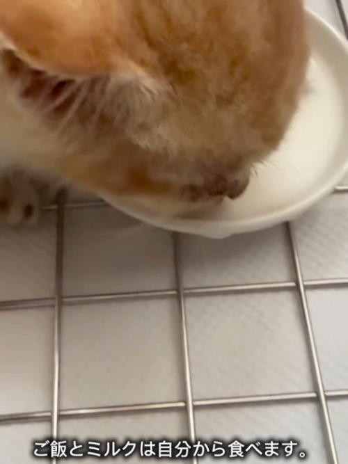 ミルクを飲む子猫