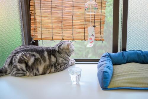 夏の出窓でくつろぐ猫